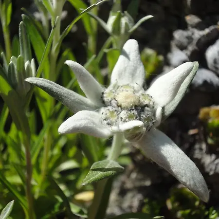 Albergue Lehmann's *